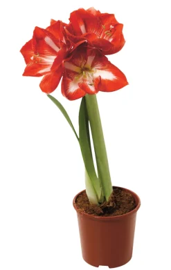 Planter & Blomster^ Amaryllis 12 cm