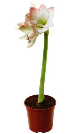 Planter & Blomster^ Amaryllis 12 cm