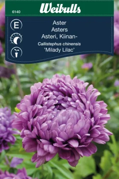 Frø^Weibulls Asters 'Milady lilac'