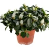 Planter & Blomster^ Azalea 12 cm