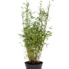 Planter & Blomster^ Bambus 'Rufa/Simba' 23 cm