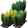 Planter & Blomster^ Edelsypress
