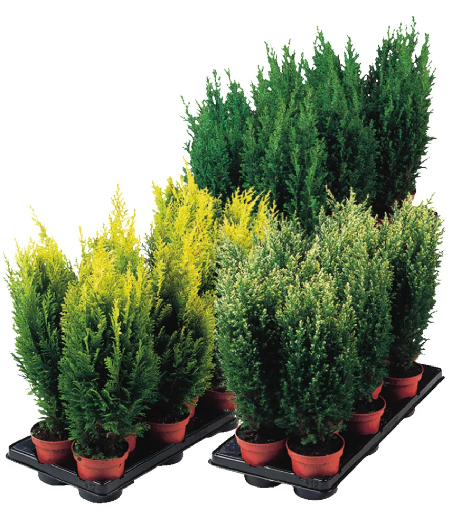 Planter & Blomster^ Edelsypress