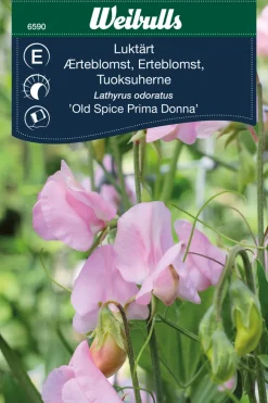 Frø^Weibulls Erteblomst 'Old Spice Prima Donna'