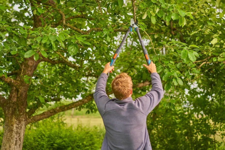Beskjæring^Gardena grensaks TeleCut Pro S