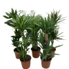 Planter & Blomster^ Grønne planter miks Ø24 x 110–130 cm