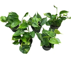 Planter & Blomster^ Gullranke Epiprenum Philodendron