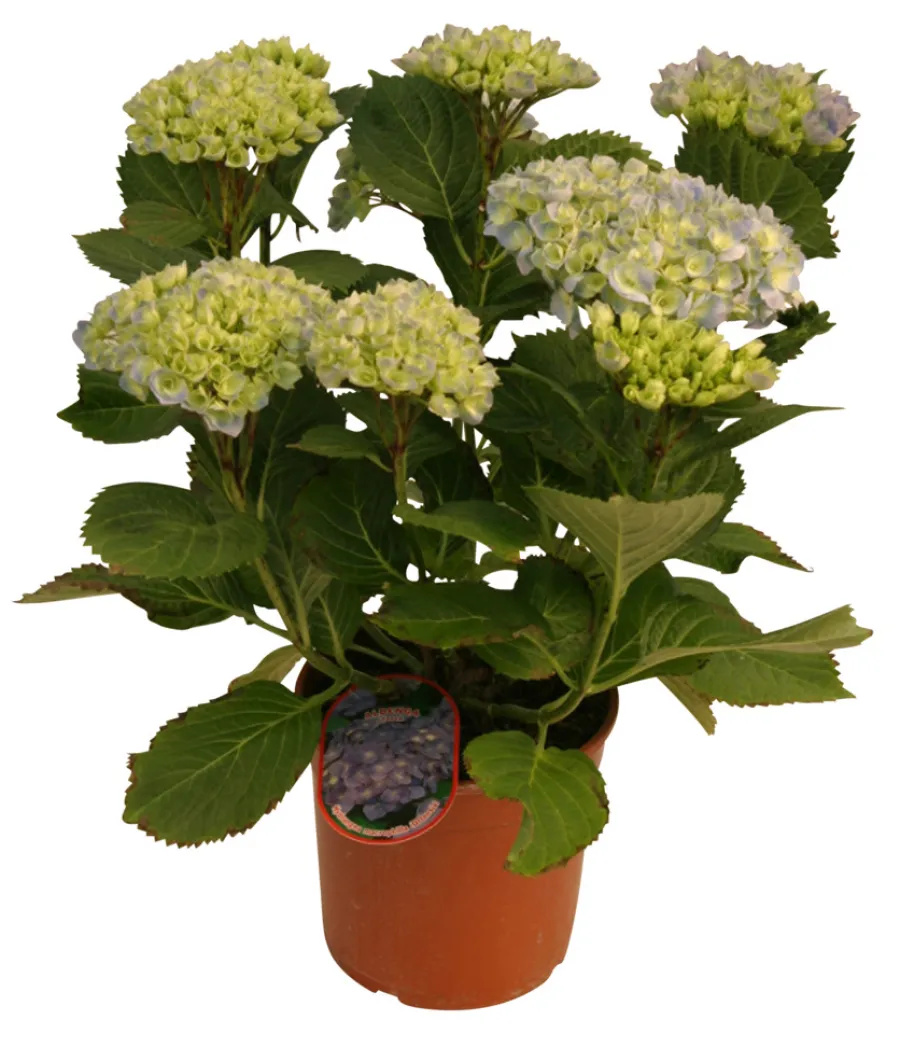 Planter & Blomster^ Hortensia 21 cm potte