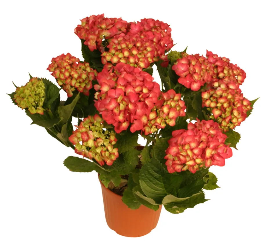 Planter & Blomster^ Hortensia 21 cm potte