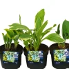 Planter & Blomster^ Hosta mix 13 cm potte