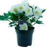 Planter & Blomster^ Julerose - hvit