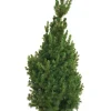 Planter & Blomster^ Kjeglegran - 70-75 cm