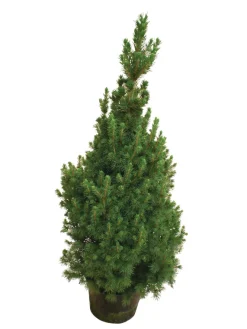 Planter & Blomster^ Kjeglegran - 70-75 cm