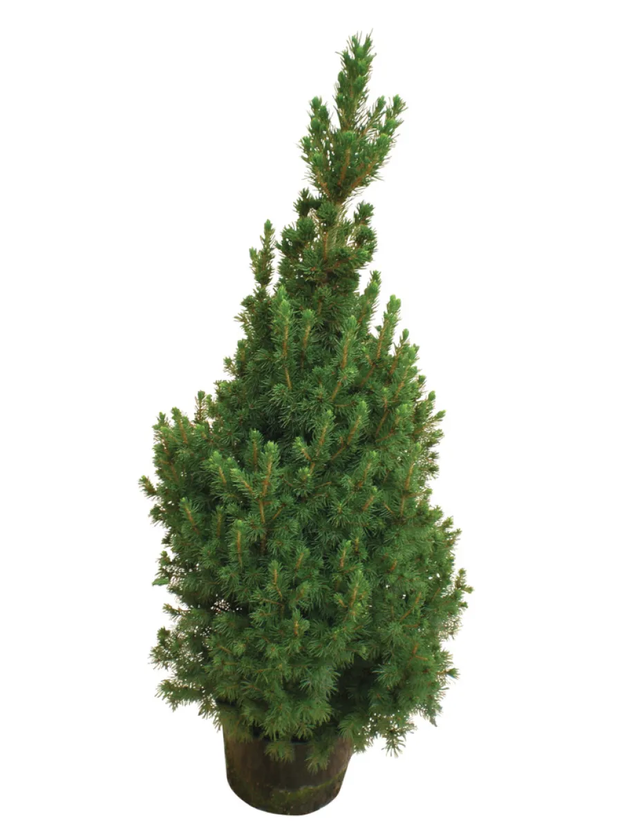Planter & Blomster^ Kjeglegran - 70-75 cm