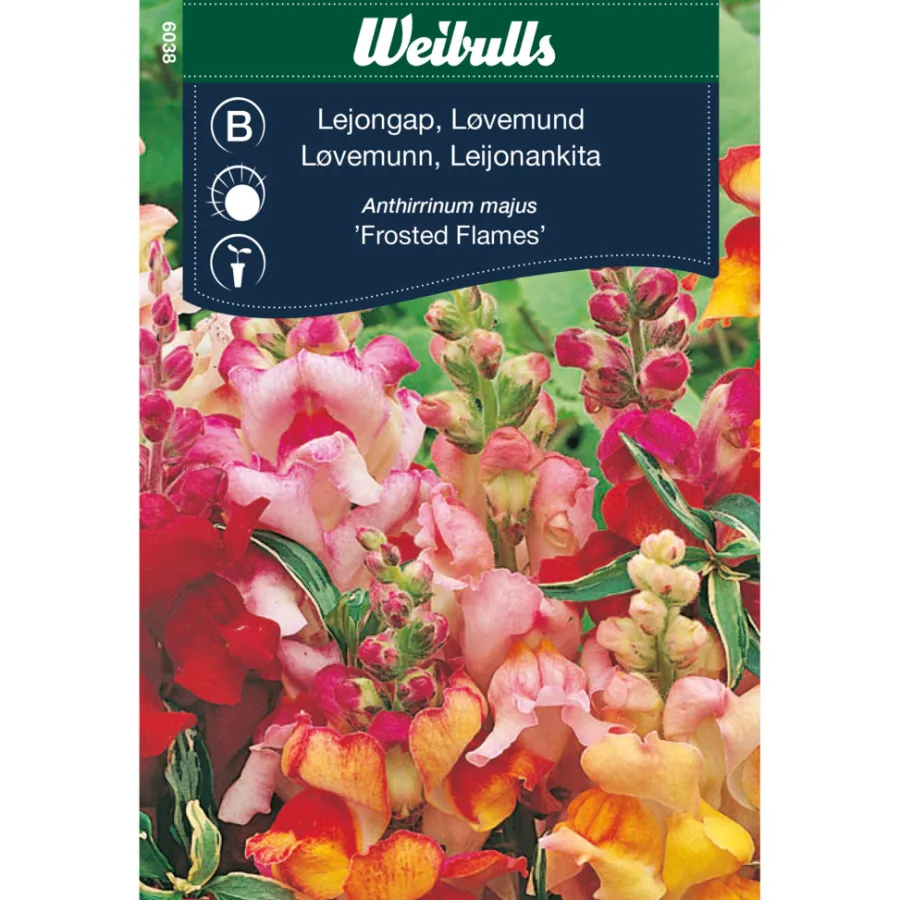 Frø^Weibulls Løvemunn - Frosted Flames