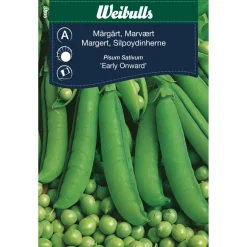 Frø^Weibulls Margert 'Early Onward'