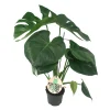 Planter & Blomster^ Monstera Deliciosa Ø12 cm potte
