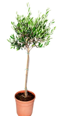 Planter & Blomster^ Oliventre oppstammet H80-100 cm 20 cm potte