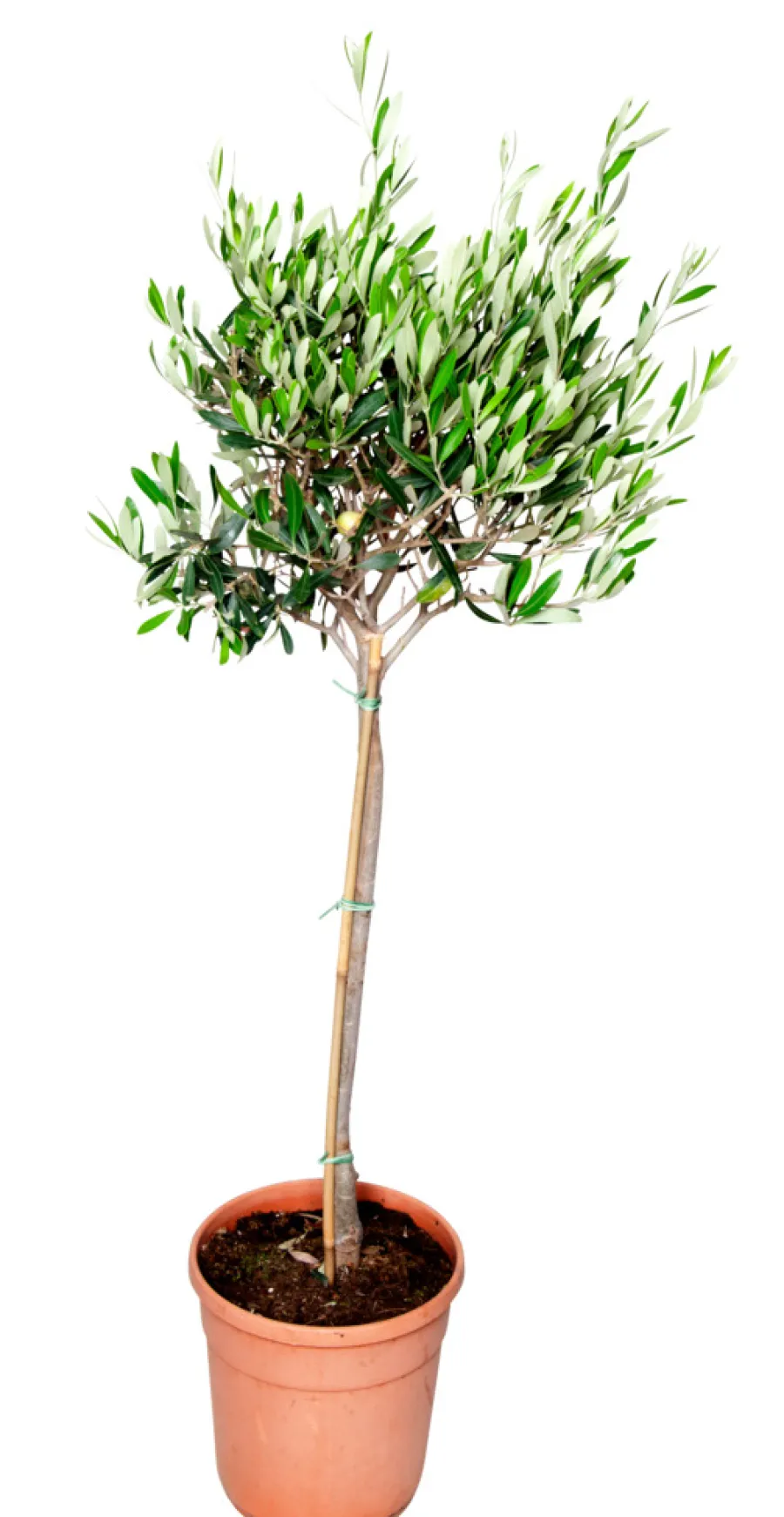 Planter & Blomster^ Oliventre oppstammet H80-100 cm 20 cm potte