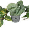 Planter & Blomster^ Philodendron Scandens mix i 10,5 cm potte
