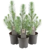 Planter & Blomster^ Pinje Silver Crest i 10,5 cm potte