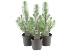 Planter & Blomster^ Pinje Silver Crest i 10,5 cm potte