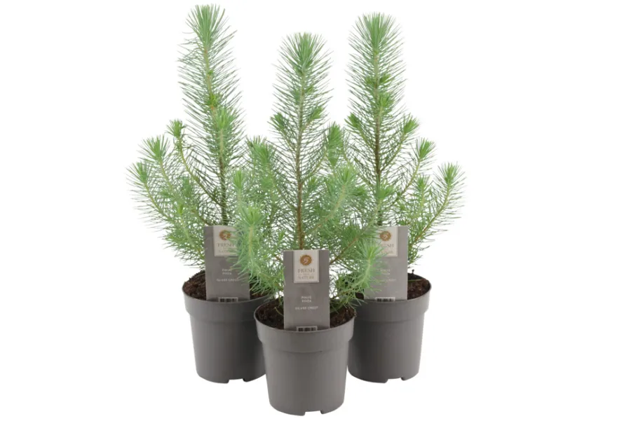 Planter & Blomster^ Pinje Silver Crest i 10,5 cm potte
