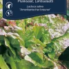 Frø^Weibulls Plukksalat - 'Amerikanischer Brauner'