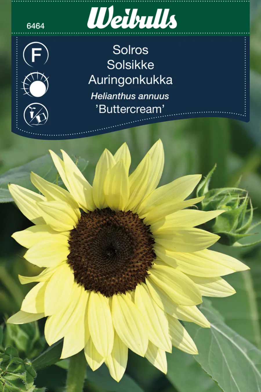 Frø^Weibulls Solsikke 'Buttercream'