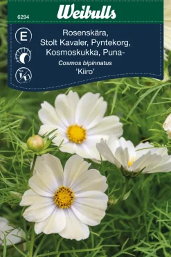 Frø^Weibulls Stolt kavaler 'Kiiro'