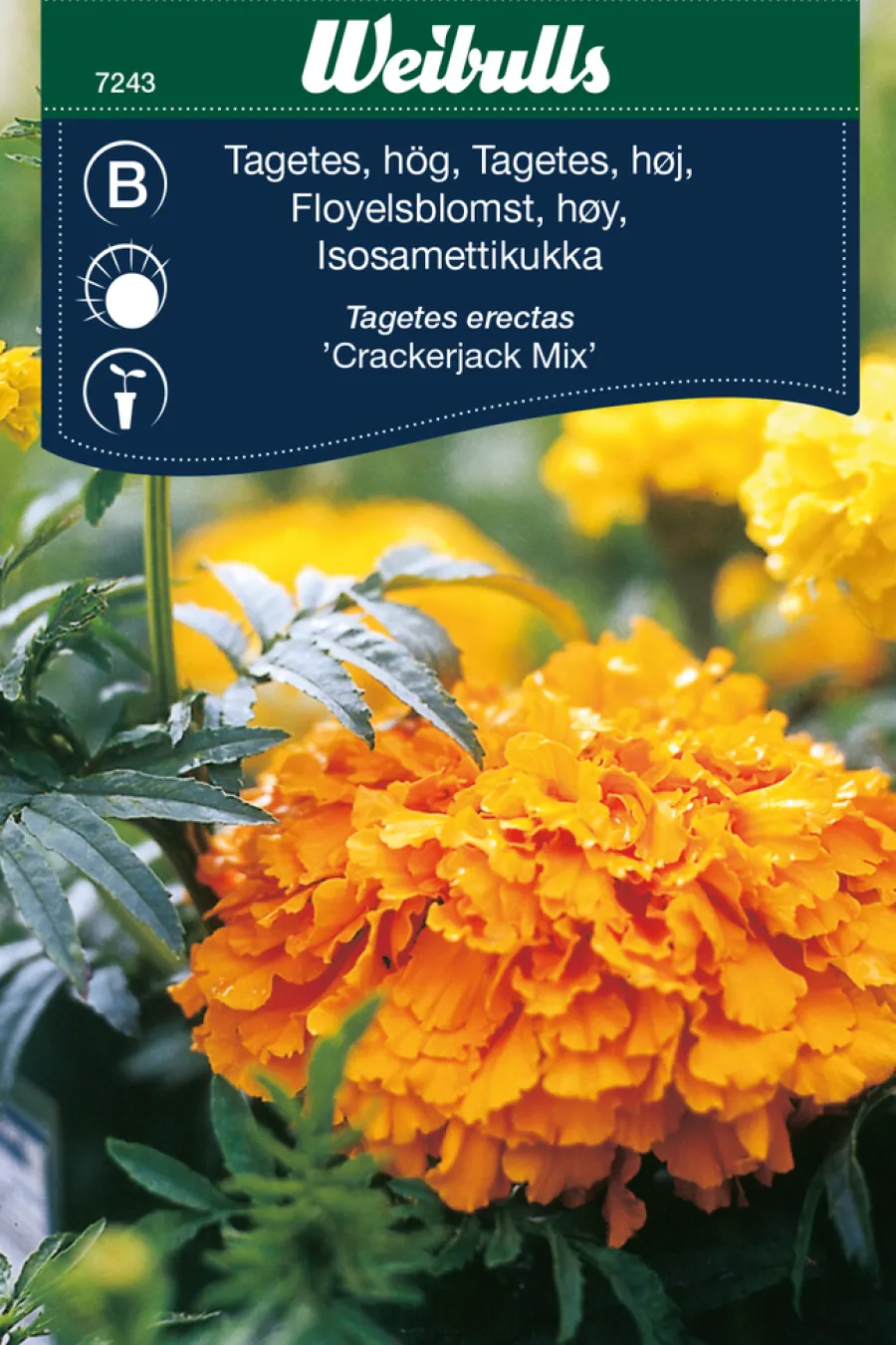 Frø^Weibulls Tagetes, høy 'Crackerjack Mix' Gule og oransje nyanser