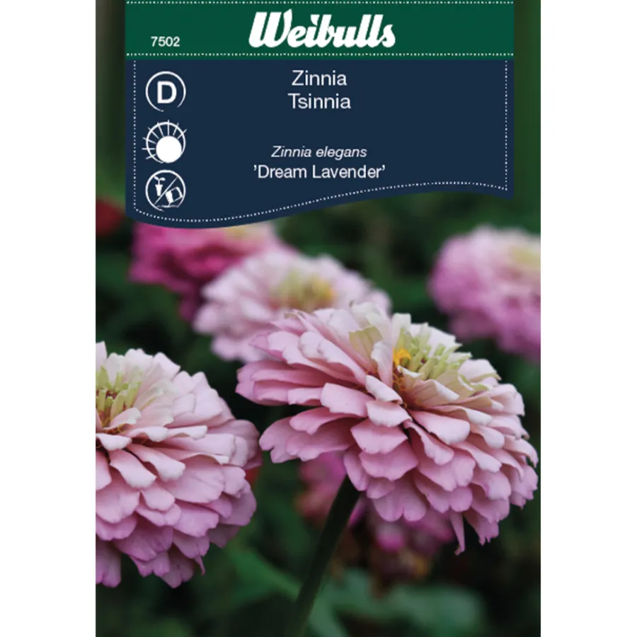 Frø^Weibulls Zinnia Elegans 'Dream Lavender'
